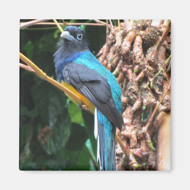 Íman Pássaro Azul de Cauda Longa (Frente)