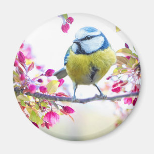 Íman Pássaro Azul e Amarelo bonito em uma Fotografia d