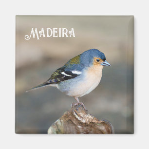 Íman Pássaro azul Tentilhão da Madeira (Fringilla mader