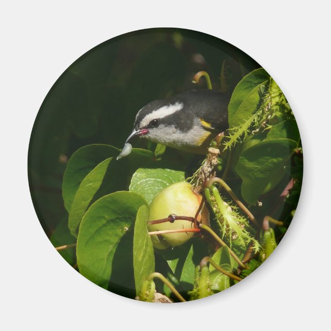 Íman Pássaro Bananaquit Comendo Fotografia Tropical (Frente)