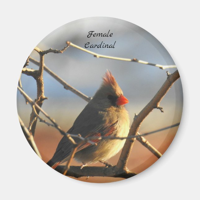 Íman Pássaro Cardinal feminino (Frente)