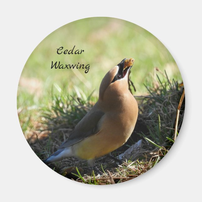 Íman Pássaro Cedar Waxwing (Frente)