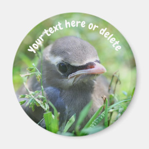 Íman Pássaro Cera Americano Bebê Natureza Personalizado