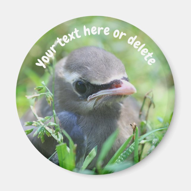 Íman Pássaro Cera Americano Bebê Natureza Personalizado (Frente)