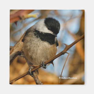 Íman Pássaro Chickadee Bonito Esperançoso De Capas Ne