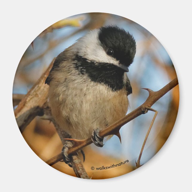 Íman Pássaro Chickadee Bonito Esperançoso De Capas Negr (Frente)