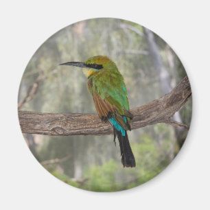 Íman Pássaro comedor de abelhas arco-íris, Austrália
