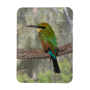Íman Pássaro comedor-de-abelhas-arco-íris, Austrália