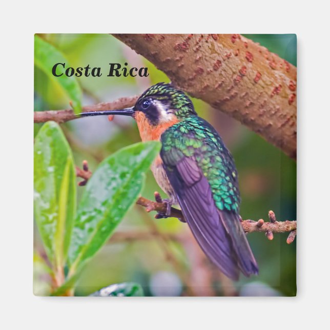 Íman Pássaro da Costa Rica - Beija-flor-de-garganta-ard (Frente)