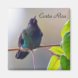 Íman Pássaro da Costa Rica - Hummingbird com gargalhad