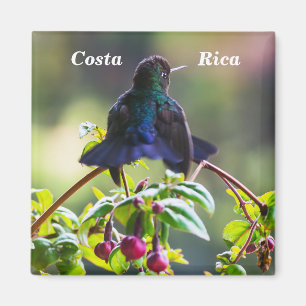 Íman Pássaro da Costa Rica - Hummingbird com gargalhad
