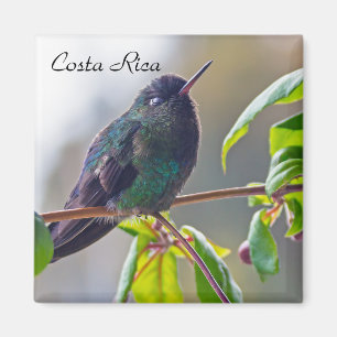 Íman Pássaro da Costa Rica - Hummingbird com gargalhad