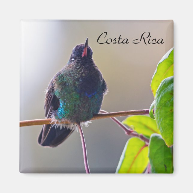 Íman Pássaro da Costa Rica - Pássaro Hummingbird com ga (Frente)