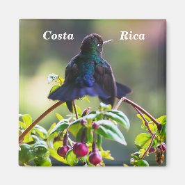 Íman Pássaro da Costa Rica - Pássaro Hummingbird com ga