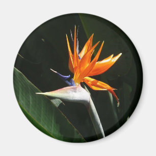 Íman Pássaro da Flor Tropical de Paraíso Laranja