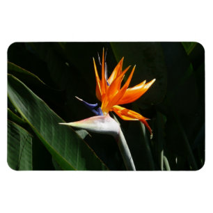 Íman Pássaro da Flor Tropical Laranja do Paraíso