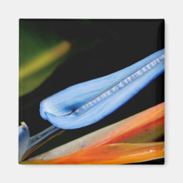 Íman Pássaro da Foto do Paraíso