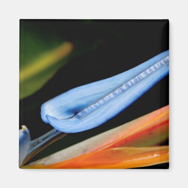 Íman Pássaro da Foto do Paraíso (Frente)