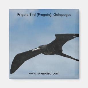 Íman Pássaro de fragata (Fragata), Ilhas Galápagos 3