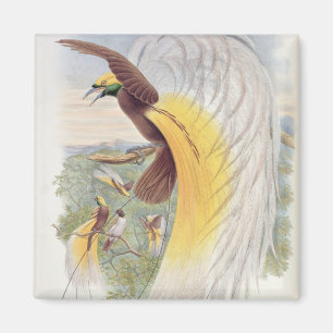 Íman Pássaro de paraíso, 'dos pássaros de New Guinea