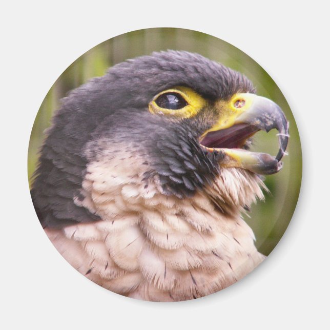 Íman Pássaro de Prey Magnet (Frente)