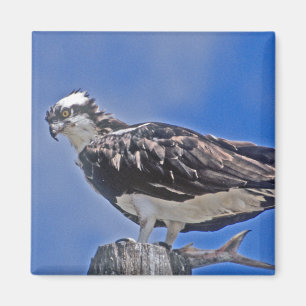 Íman Pássaro do Osprey