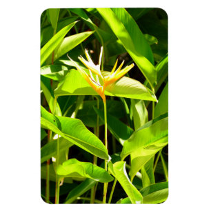 Íman Pássaro do Paraíso