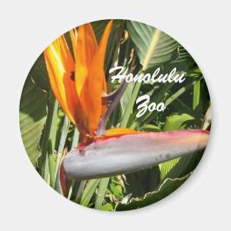 Íman Pássaro do Paraíso, Zoo Honolulu