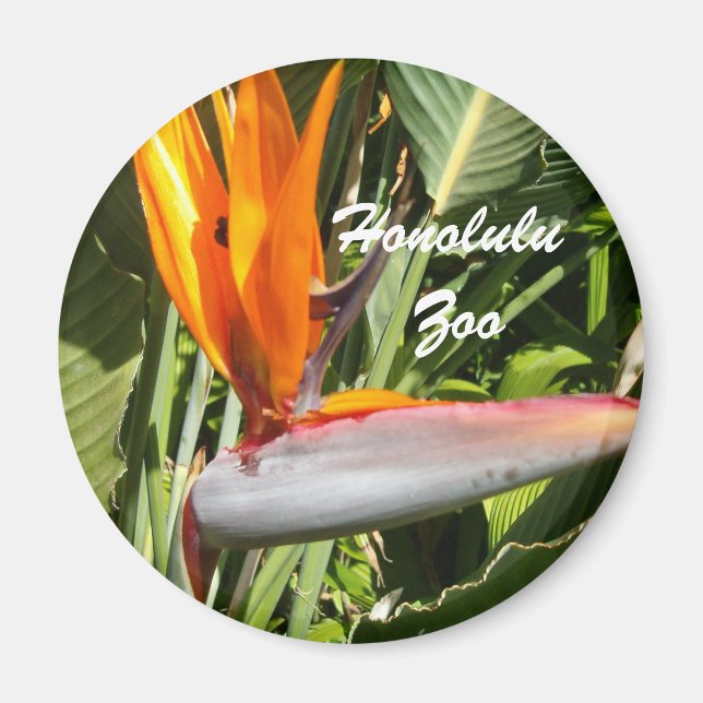 Íman Pássaro do Paraíso, Zoo Honolulu (Frente)