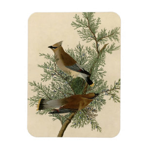 Íman Pássaro do Waxwing de cedro de Audubon