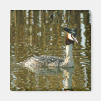 Íman Pássaro Foto/Crested Grebe/Pássaro Lover Magne