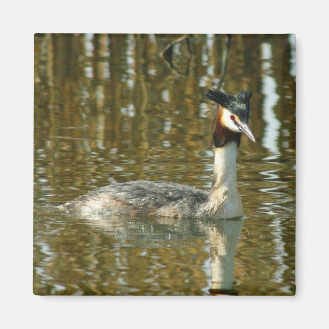 Íman Pássaro Foto/Crested Grebe/Pássaro Lover Magne (Frente)