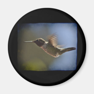 Íman Pássaro Hummingno Voo