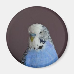 Íman Pássaro macro bonito de Budgie