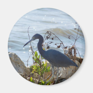 Íman Pássaro na baía do porto de segurança de Herões Az