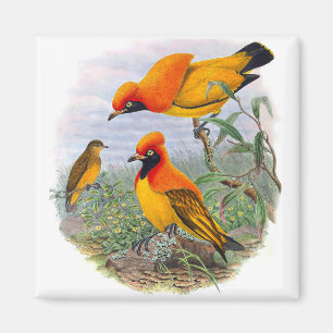 Íman Pássaro Ouro Vintage Do Paraíso - Magnet