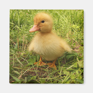 Íman pássaro, pato, pato, amarelo, natureza, fofo, beb