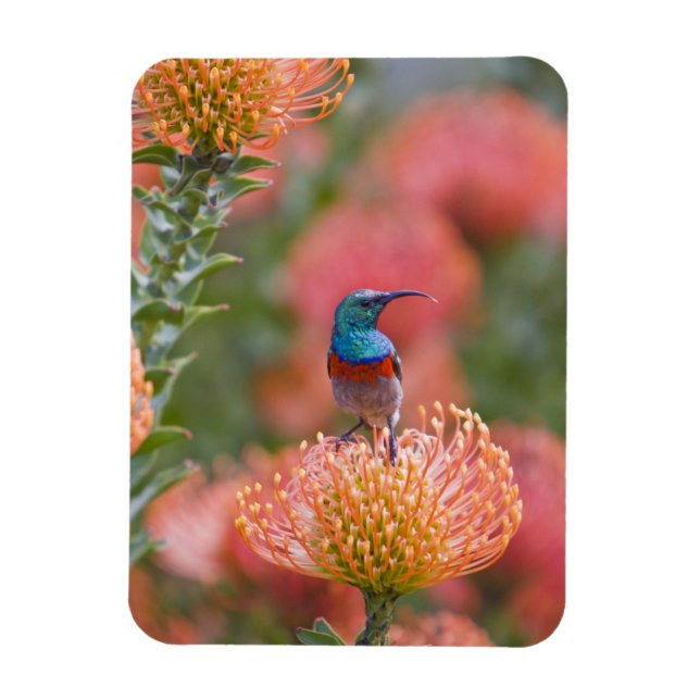 Íman Pássaro Solar com Dupla Cobertura (Vertical)