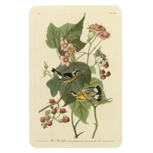 Íman Pássaros da América de Audubon e Warblers Negro e