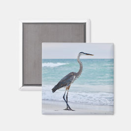 Íman pássaros da praia da Flórida