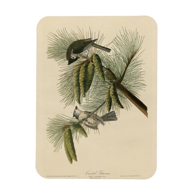 Íman Pássaros de Titmouse da América Crested (Tufted) (Vertical)