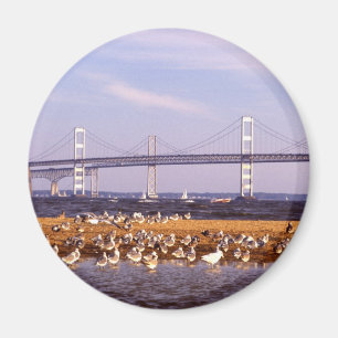 Íman Pássaros na baía de Chesapeake