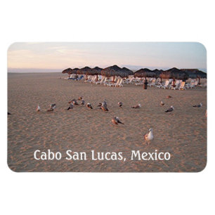 Íman Pássaros na praia em Cabo