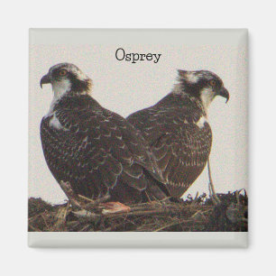 Íman Pássaros Osprey no Nest Magnet