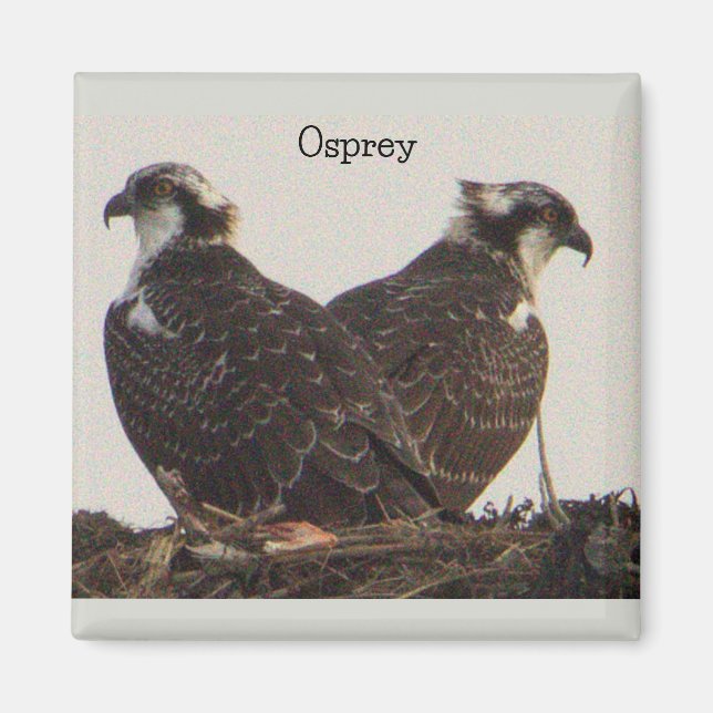 Íman Pássaros Osprey no Nest Magnet (Frente)
