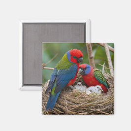 Íman Pássaros Rosella