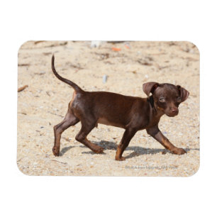 Íman Passeio do filhote de cachorro da chihuahua