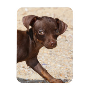 Íman Passeio do filhote de cachorro da chihuahua