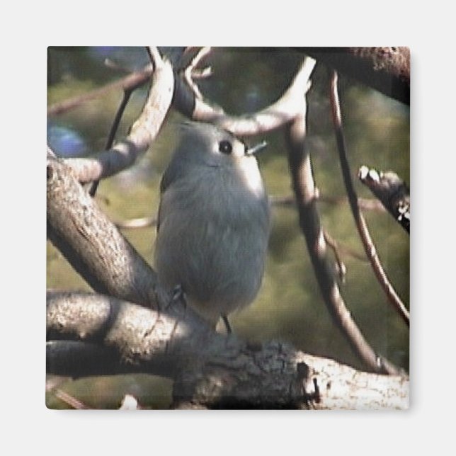 Íman pasta zazz 1 012 (Frente)