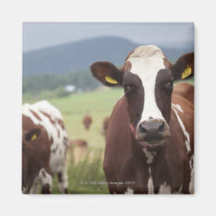 Íman Pastando vacas
